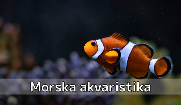 Morska akvaristika